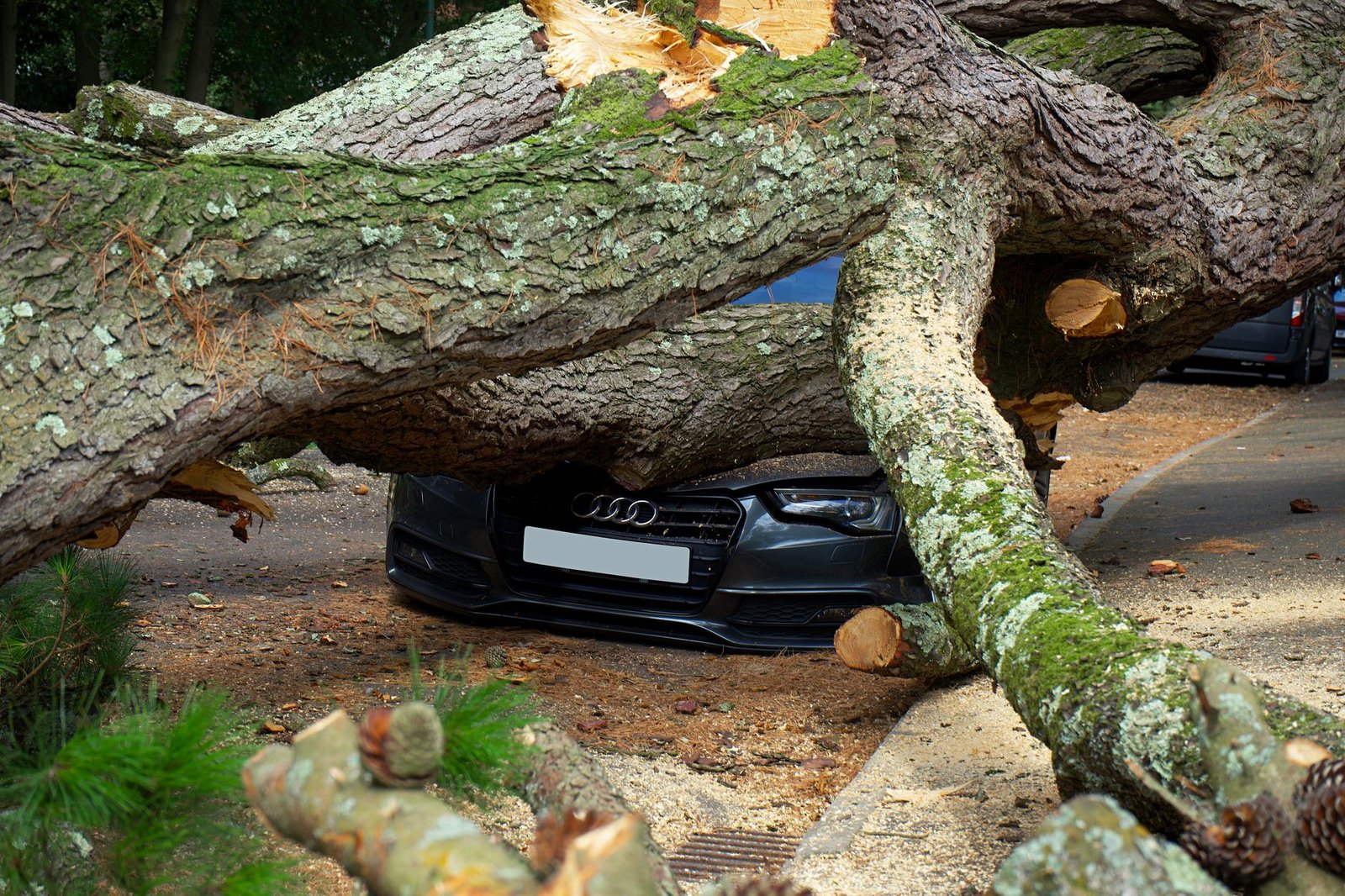 Storm damage from a fallen tree on a car