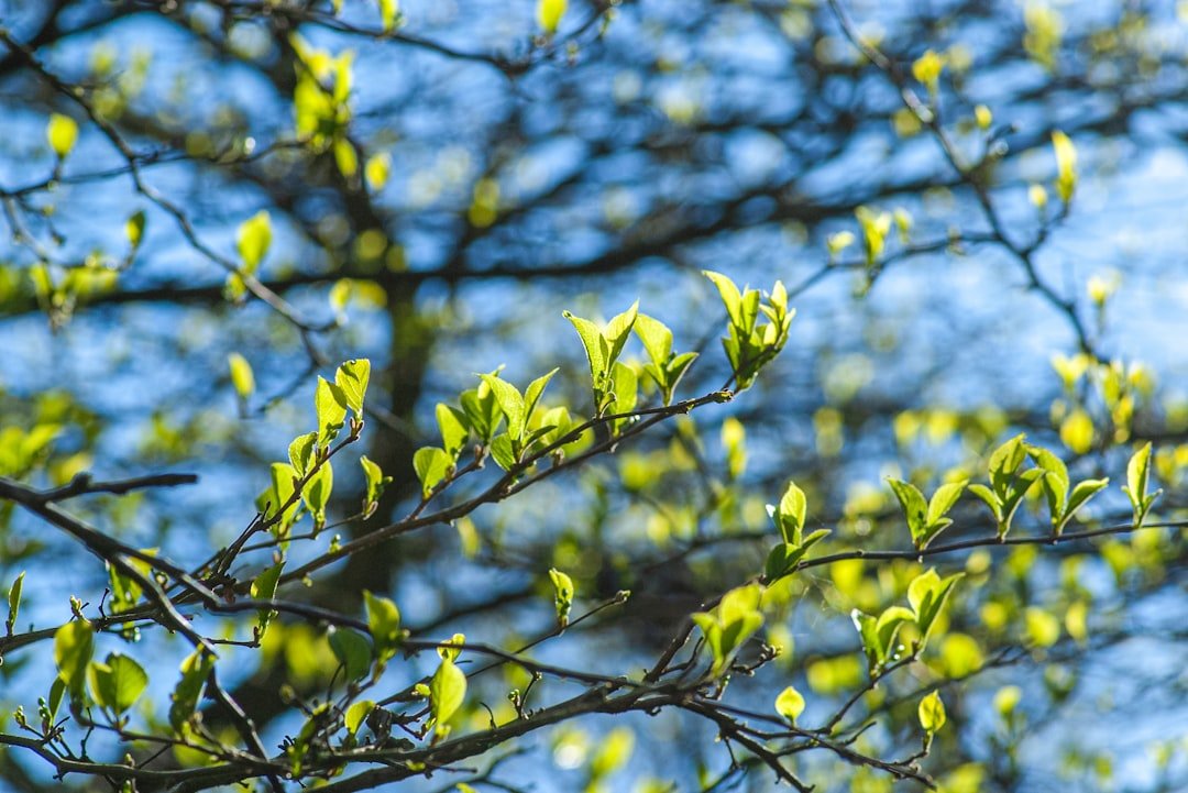 Green spring leaves on a branch