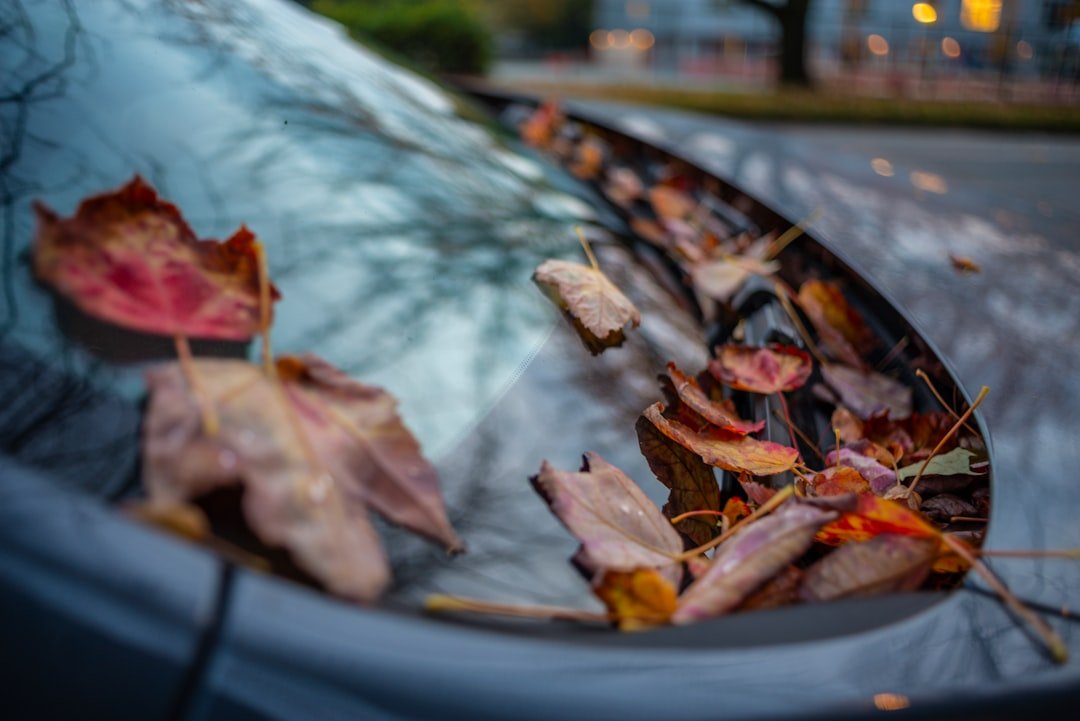 Fallen leaves collected at the base of a windshield
