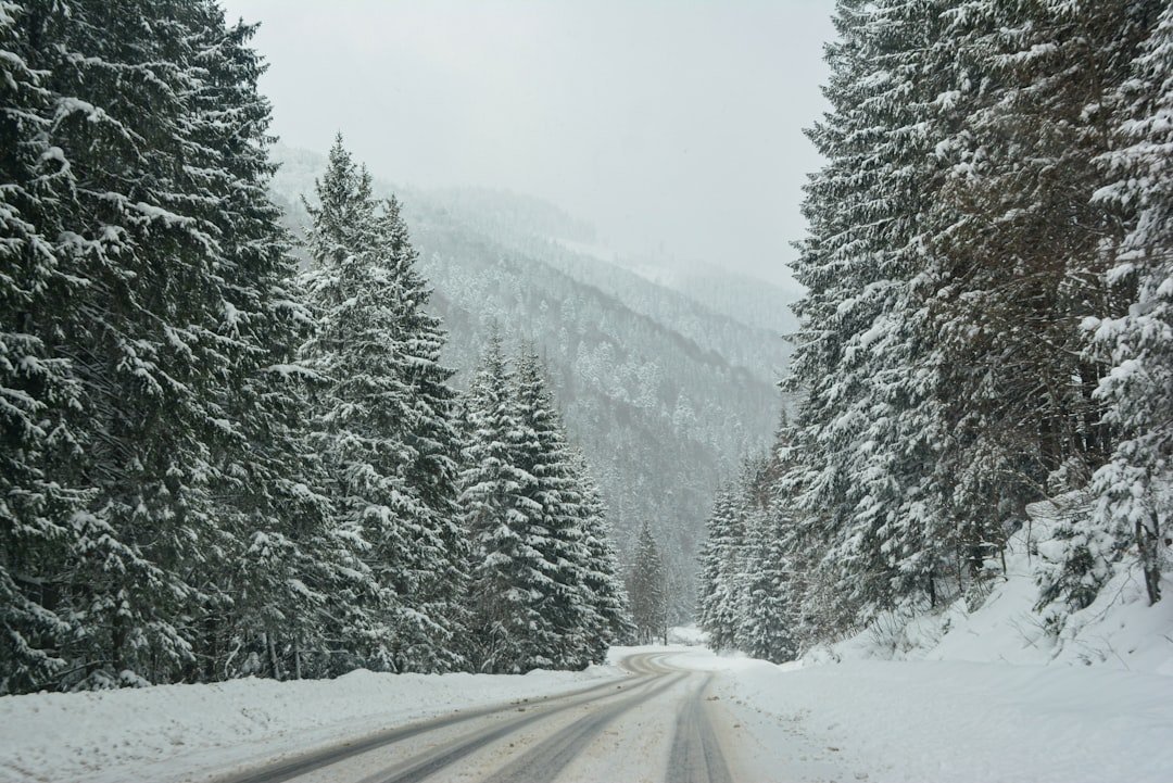 An empty snowy forest road